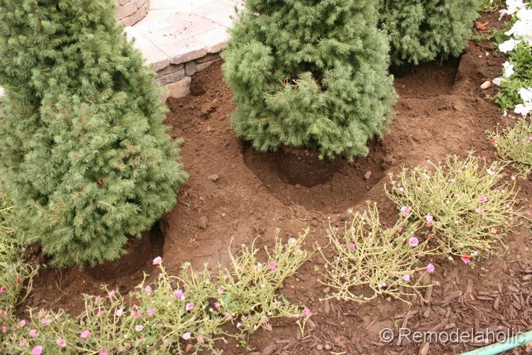 planting fall flowers-4