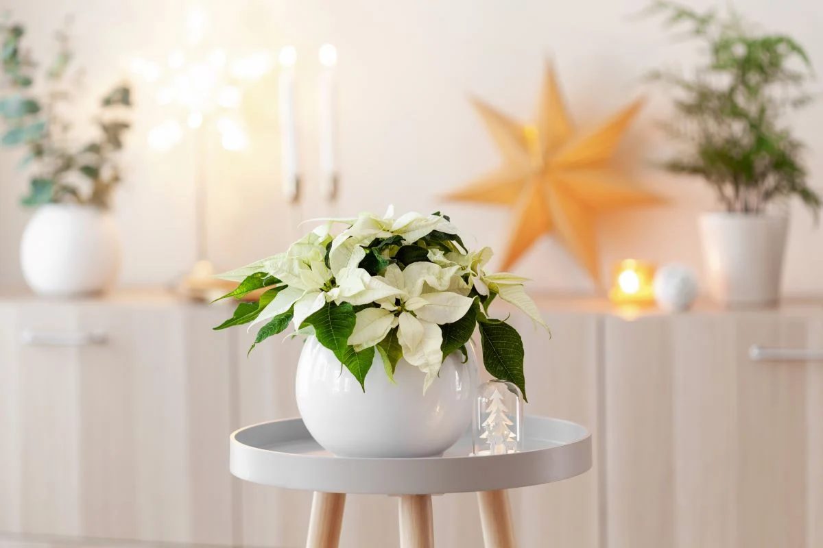 White Poinsettia In A Pot Shutterstock.