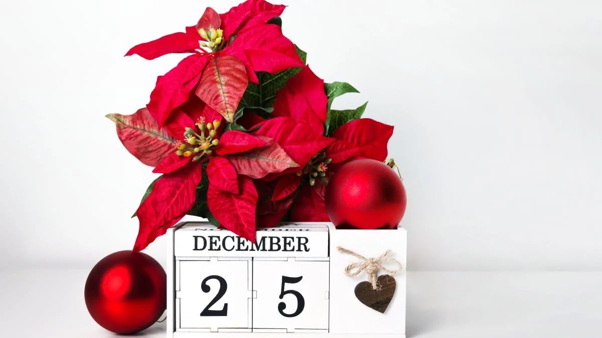 Poinsettia Calendar shutterstock