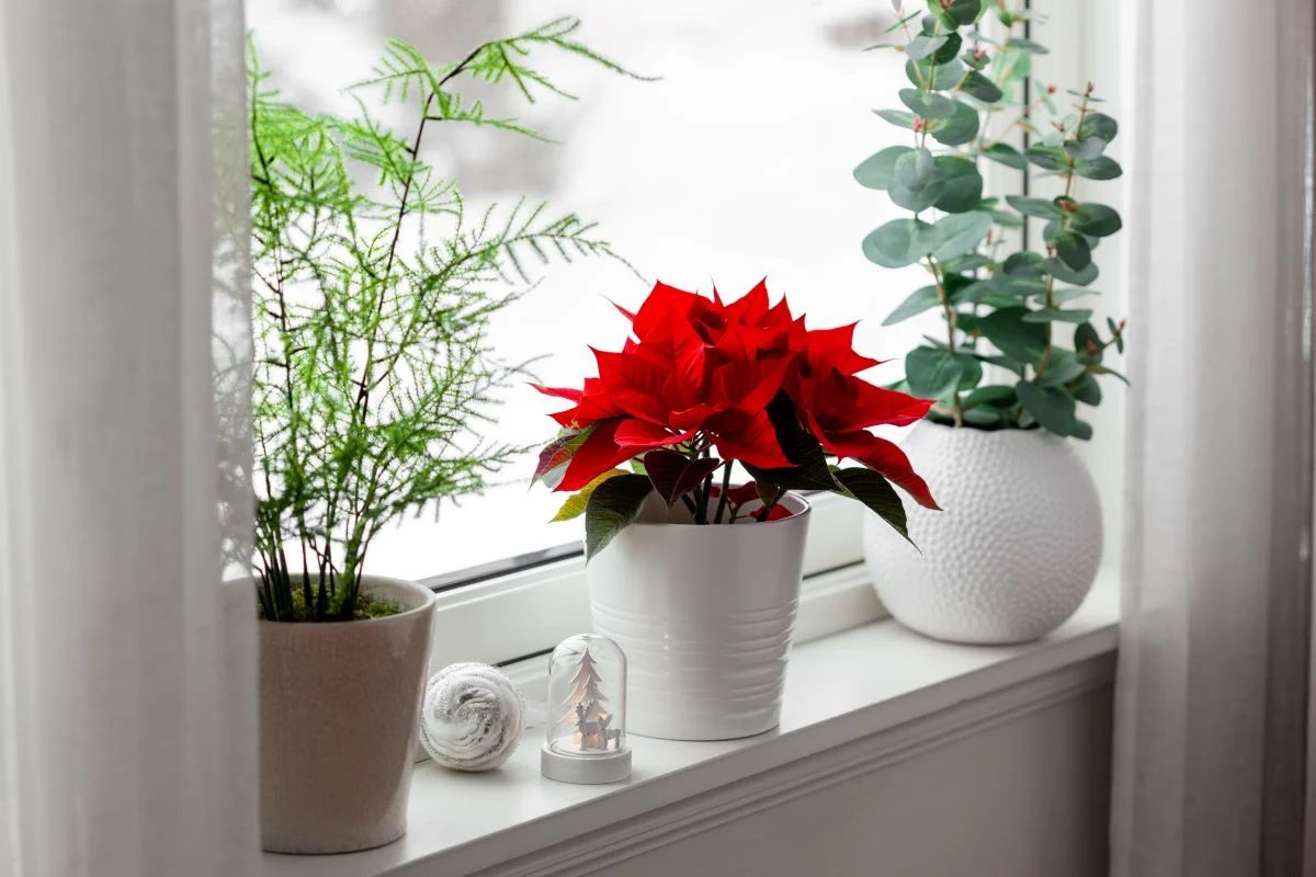 Poinsettia Window Display Shutterstock