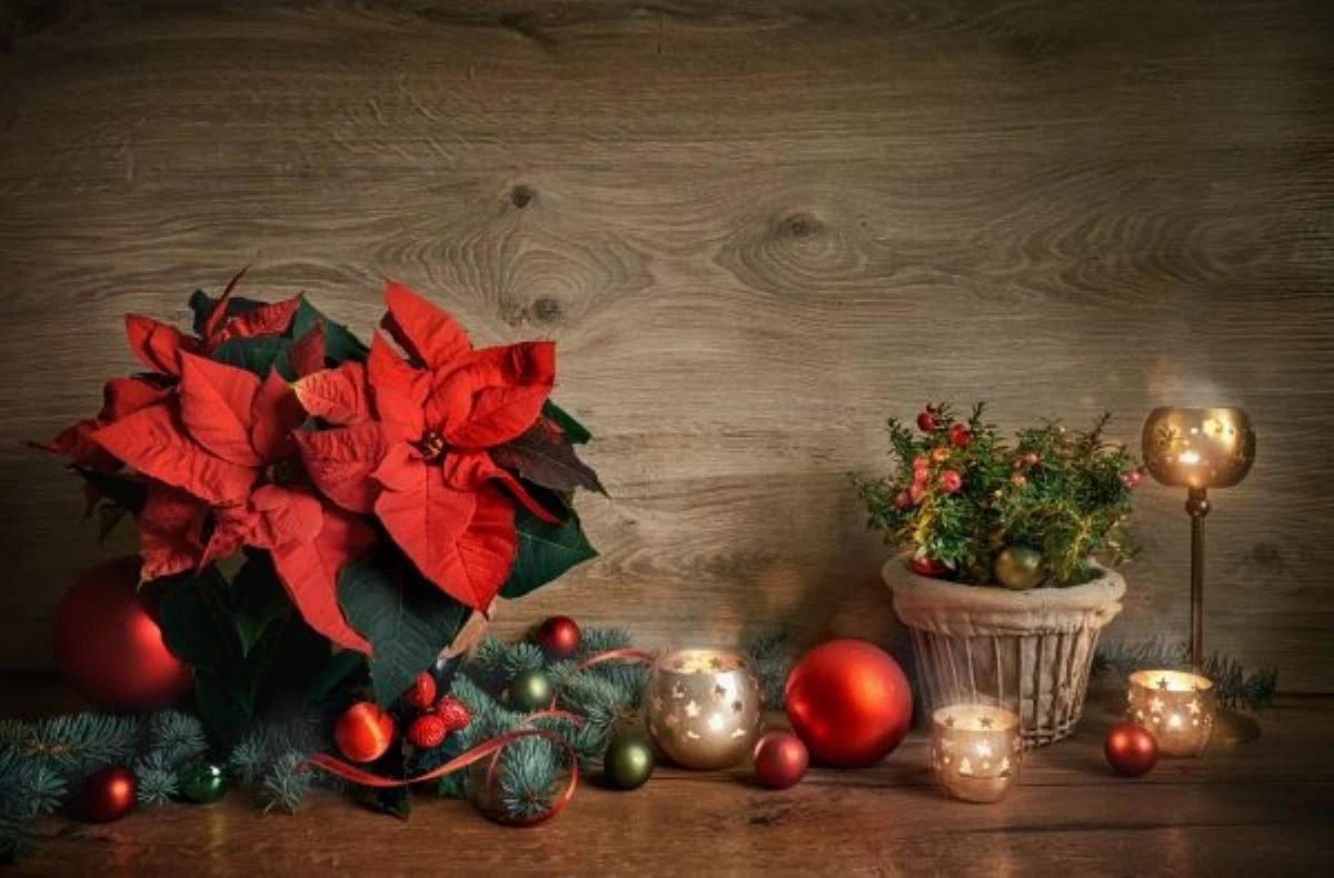 Poinsettia Decoration Photo Credit: Shutterstock.