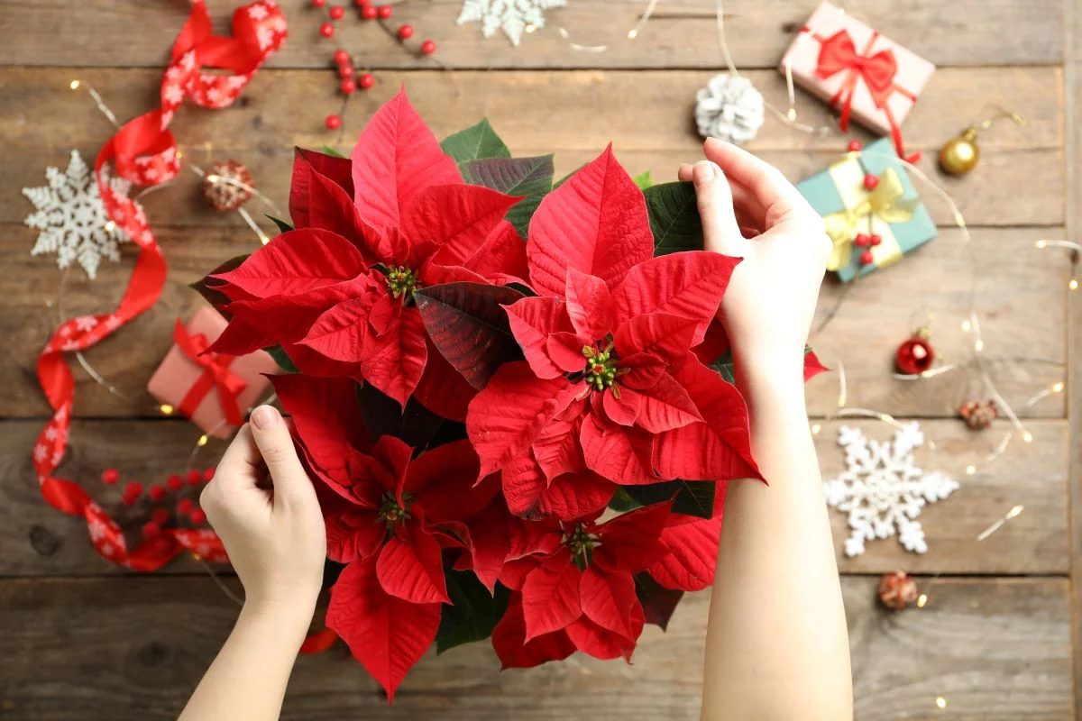 Festive Holiday Display: 18 Poinsettia Decor options