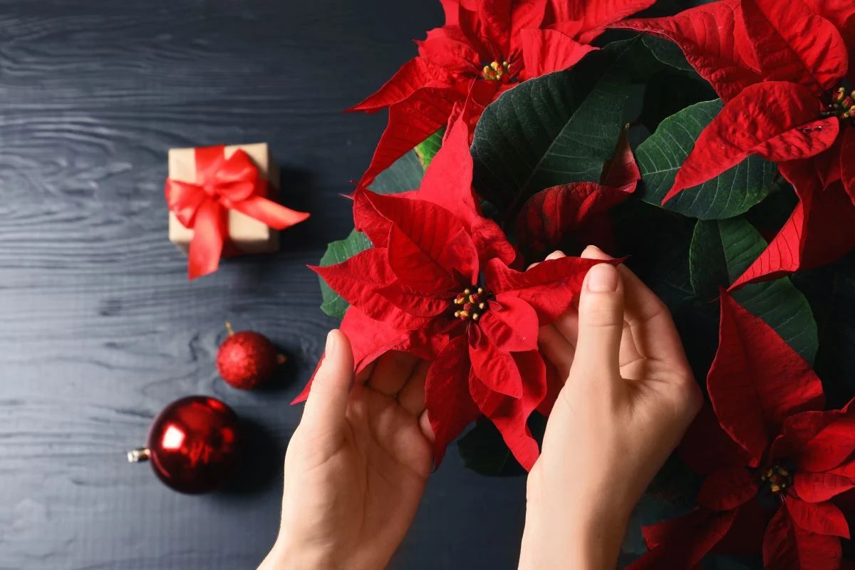 Poinsettia Care Shutterstock.