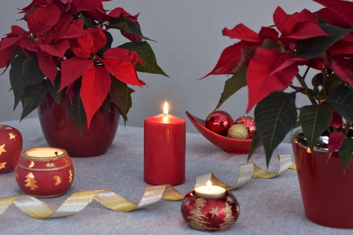 Poinsettia Table Design Shutterstock