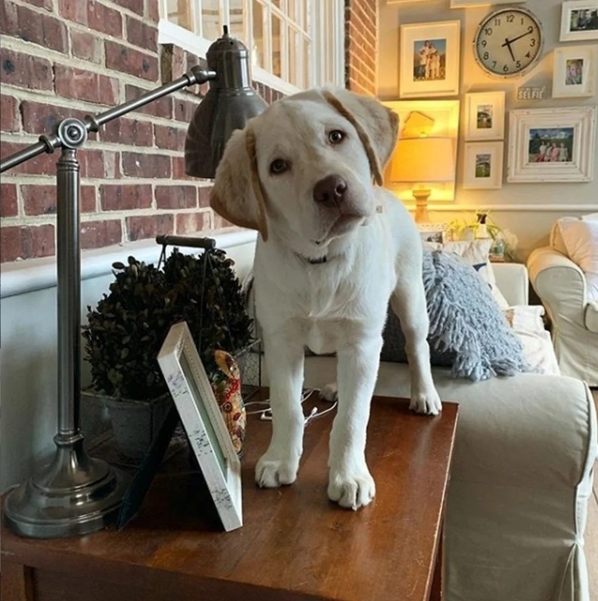 Yellow Lab Puppy Standing On Small Wood Side Table By Couch With Brick Wall And Photo Frames