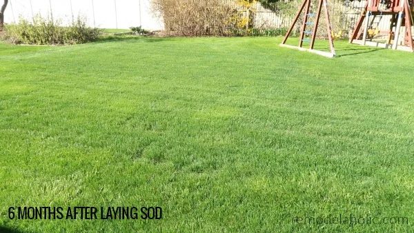 6 Months After Sod Installation #Bekob Tips To Lay Your Own Sod