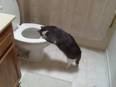 Purr-fection