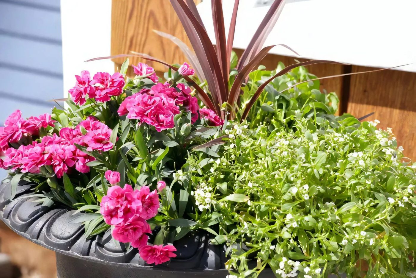 3 How To Create striking Outdoor Pots And Planters This Mamas Dance For Bekob 30 100828