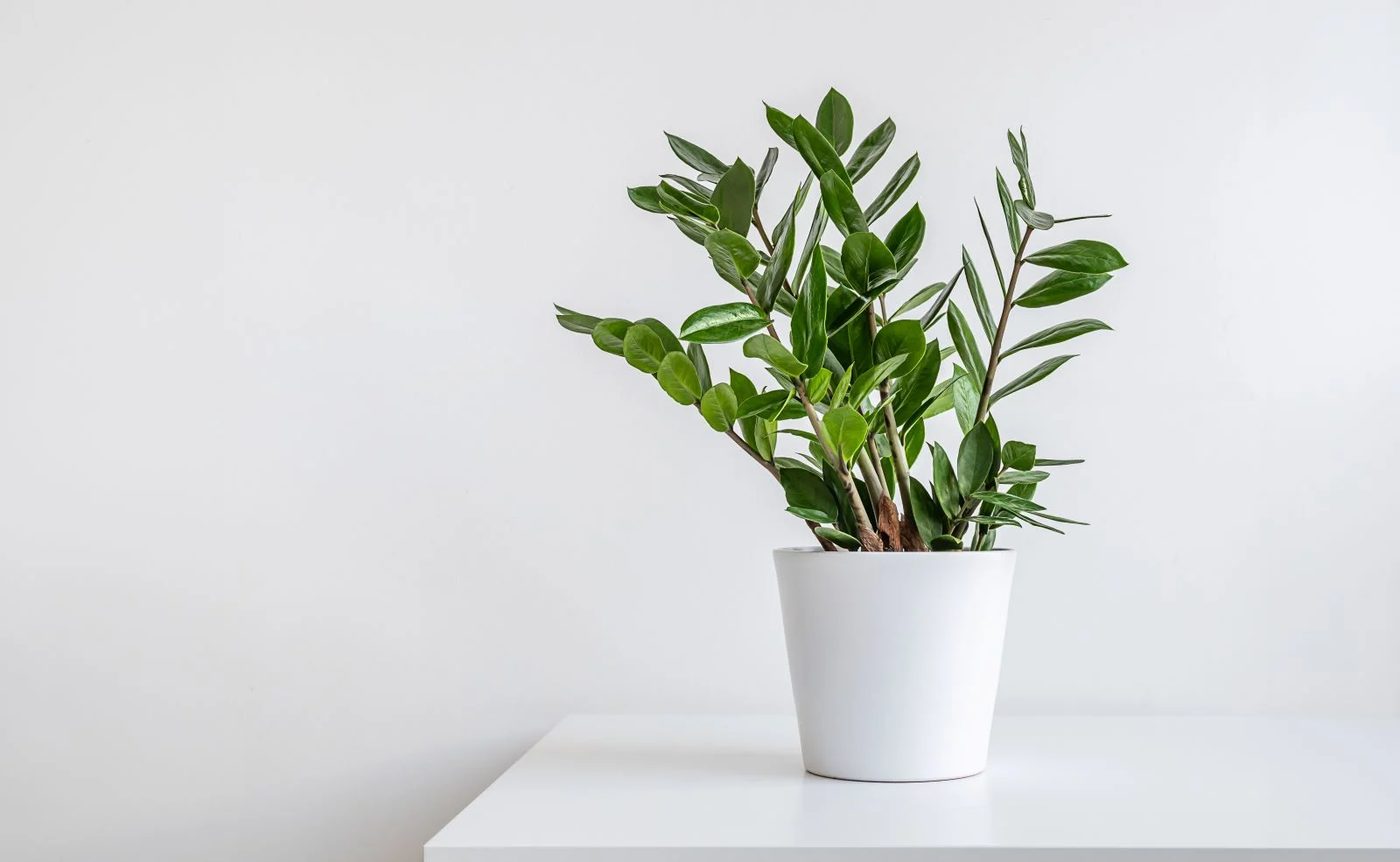 ZZ Plant