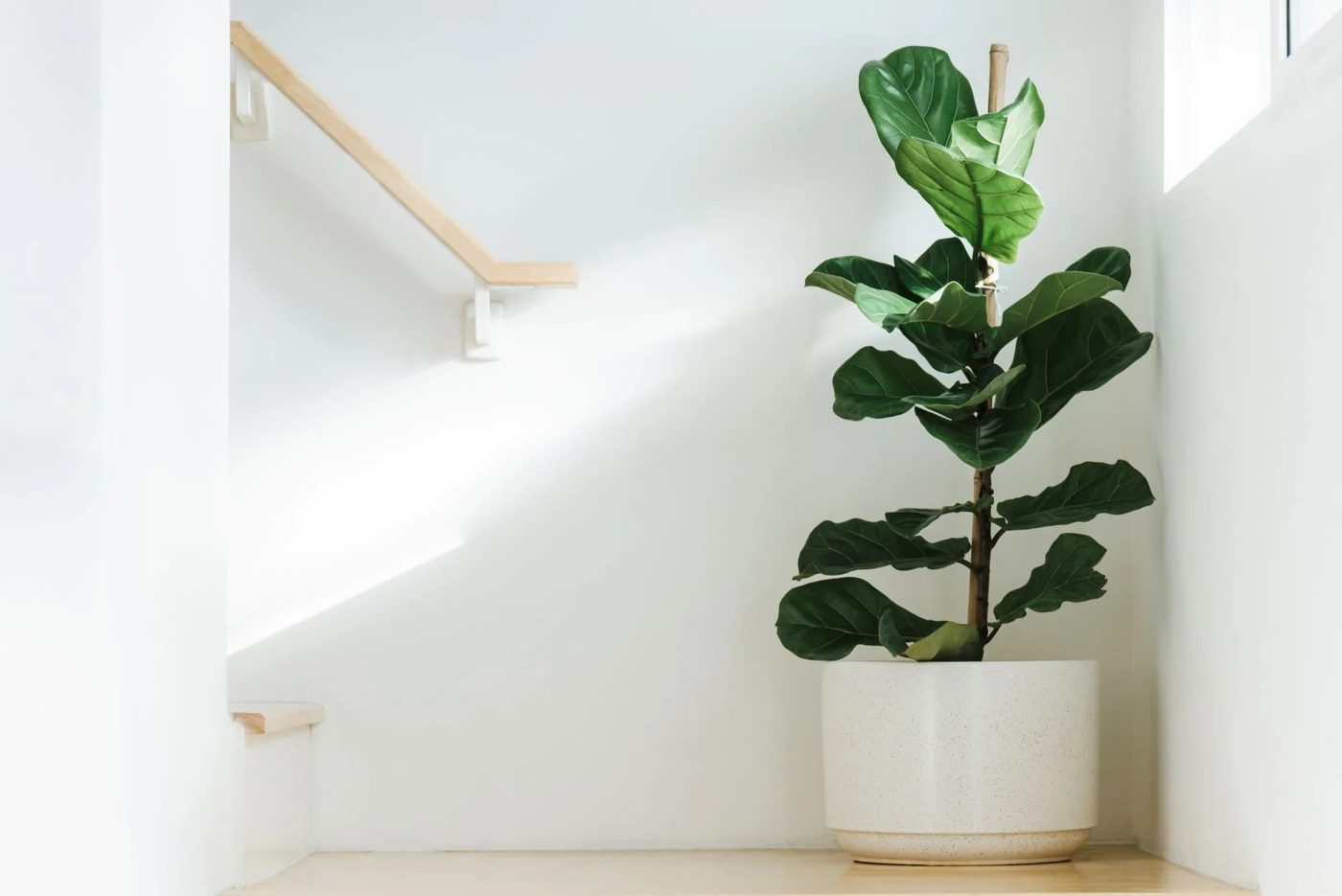 Fiddle Fig