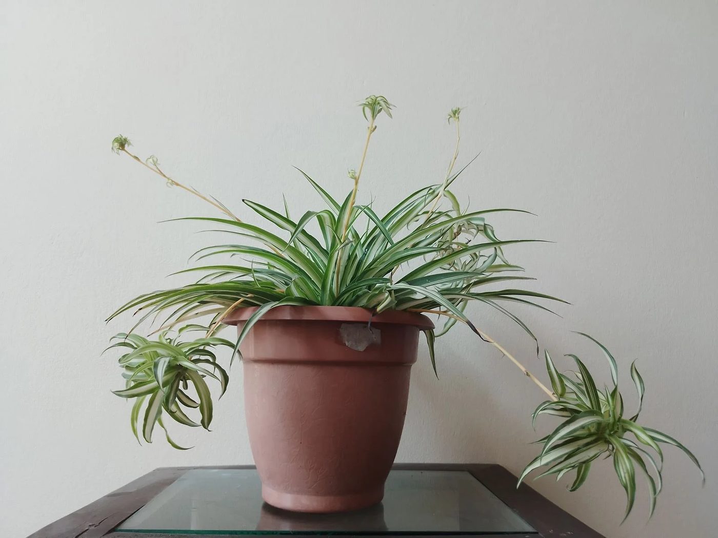 Spider Plant...