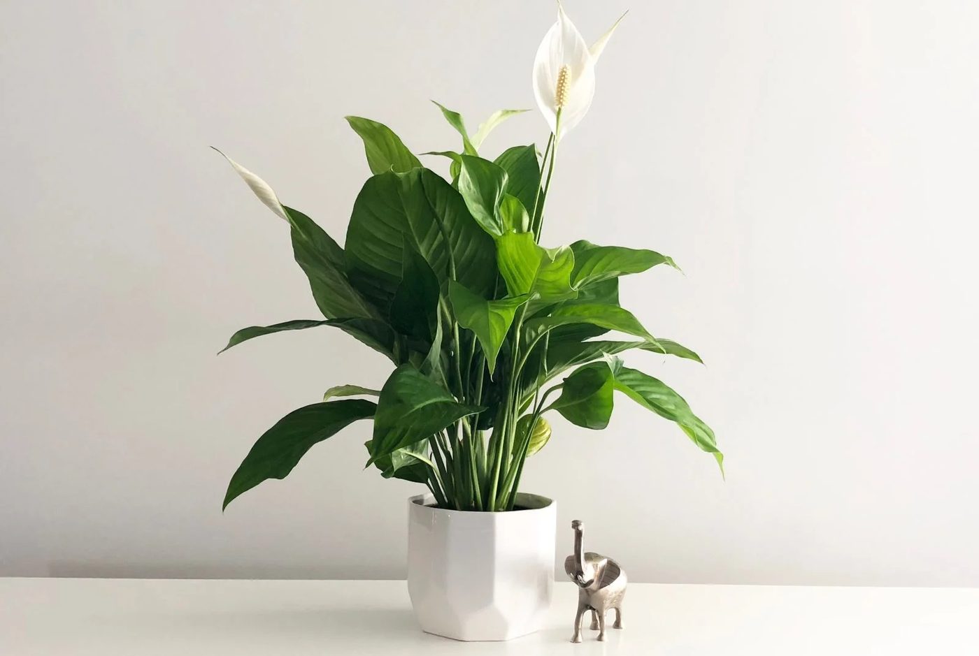 Peace Lily