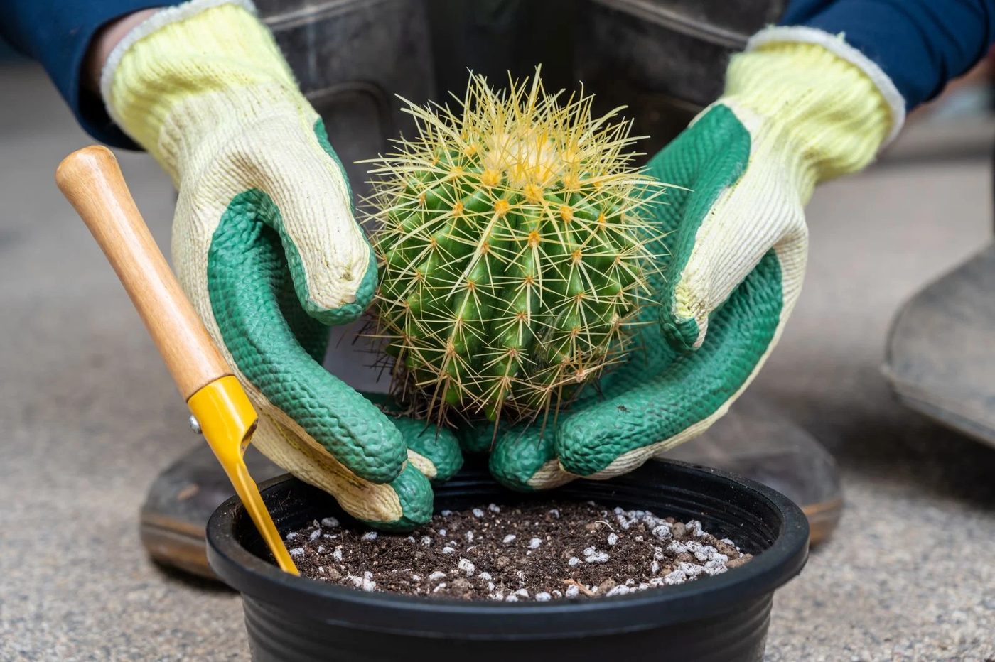 Cactus