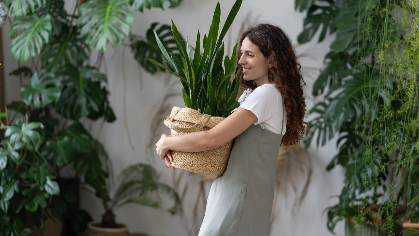 Green Elegance: Rating Interior Plants from Worst to Reliable!