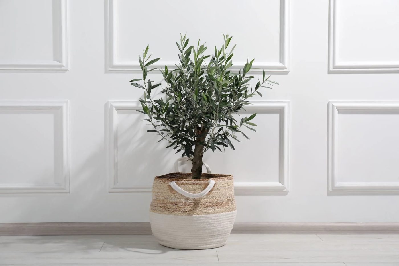 Olive Tree