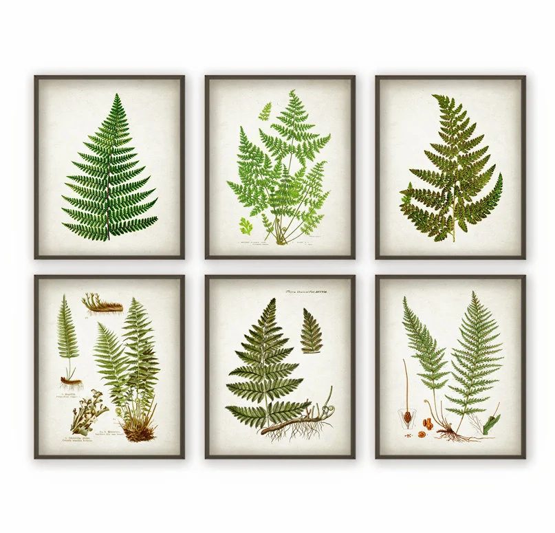 Botanical Artwork