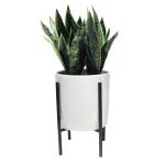 Modern Country Snake Plant