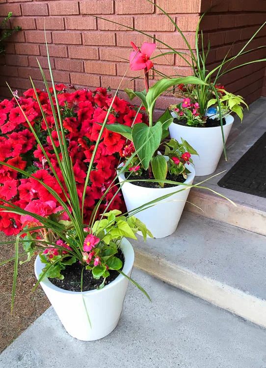 Nimbus Pot Self Watering pots @Bekob-5