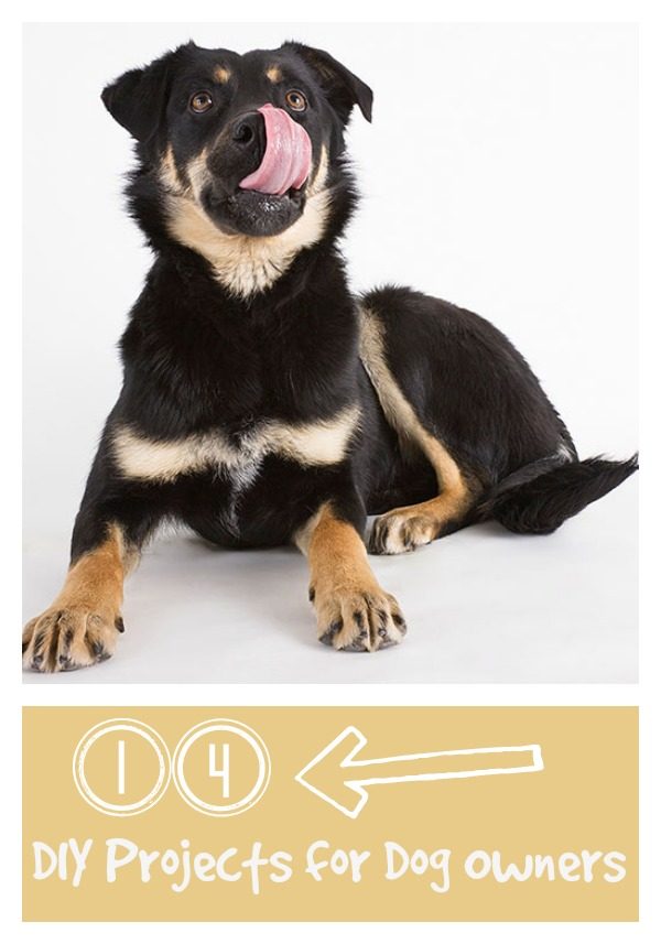 tipsaholic dog