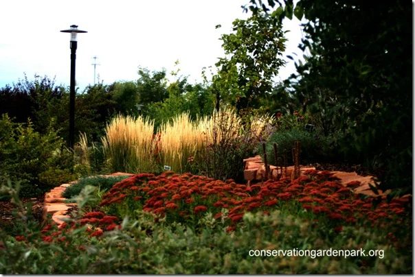 Grasses and Autumn Joy Sedum