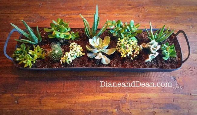 handmade succulent centerpiece Diane and Dean