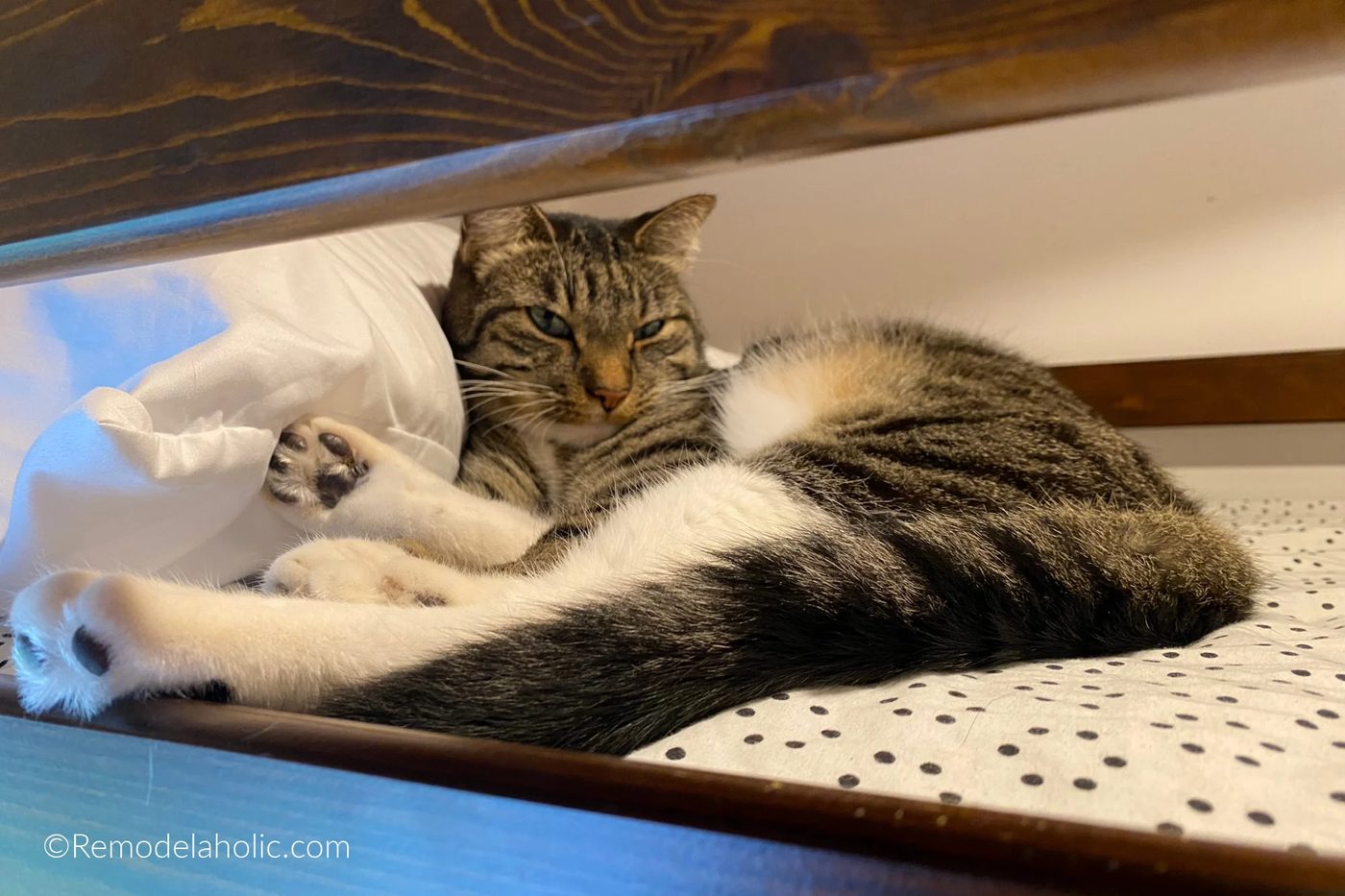 Cat Approved Tall Loft Bed With Stairs For Shared Teen Room Bekob