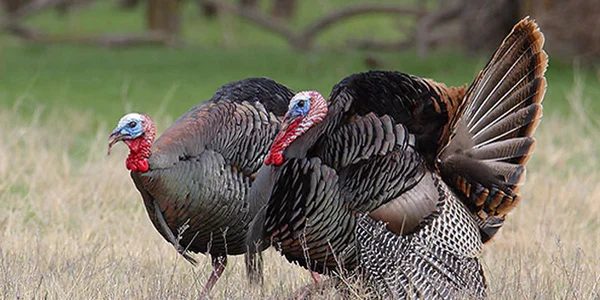 Thanksgiving Mantel Decor options