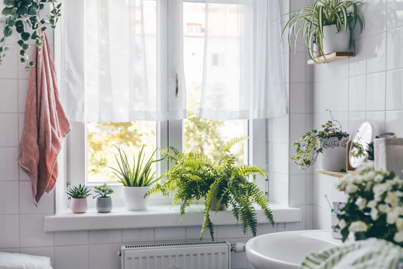 Bathroom Plant