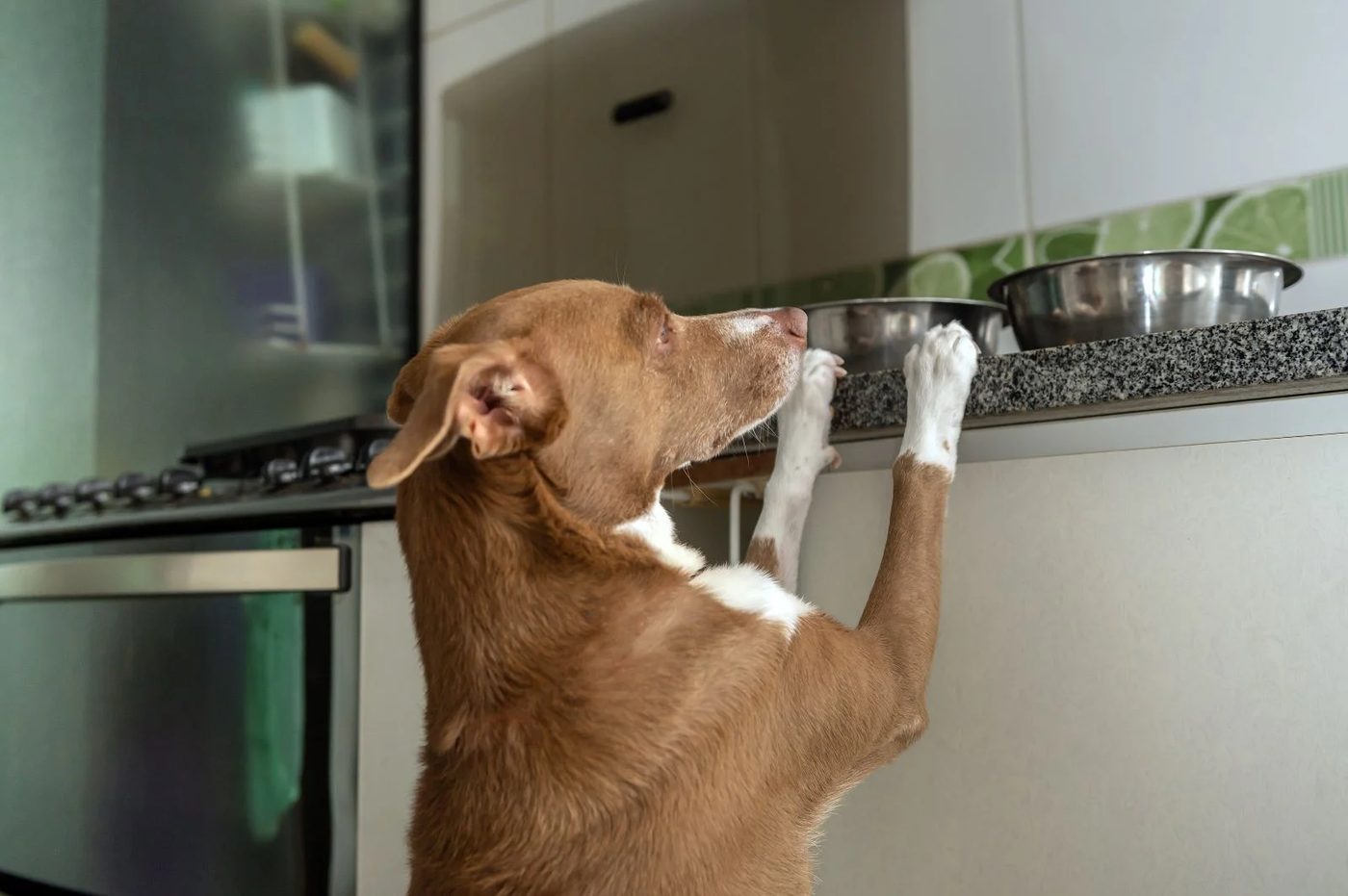 Dog Kitchen Counter'