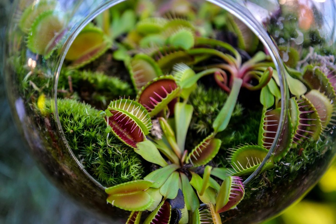 Venus Flytrap