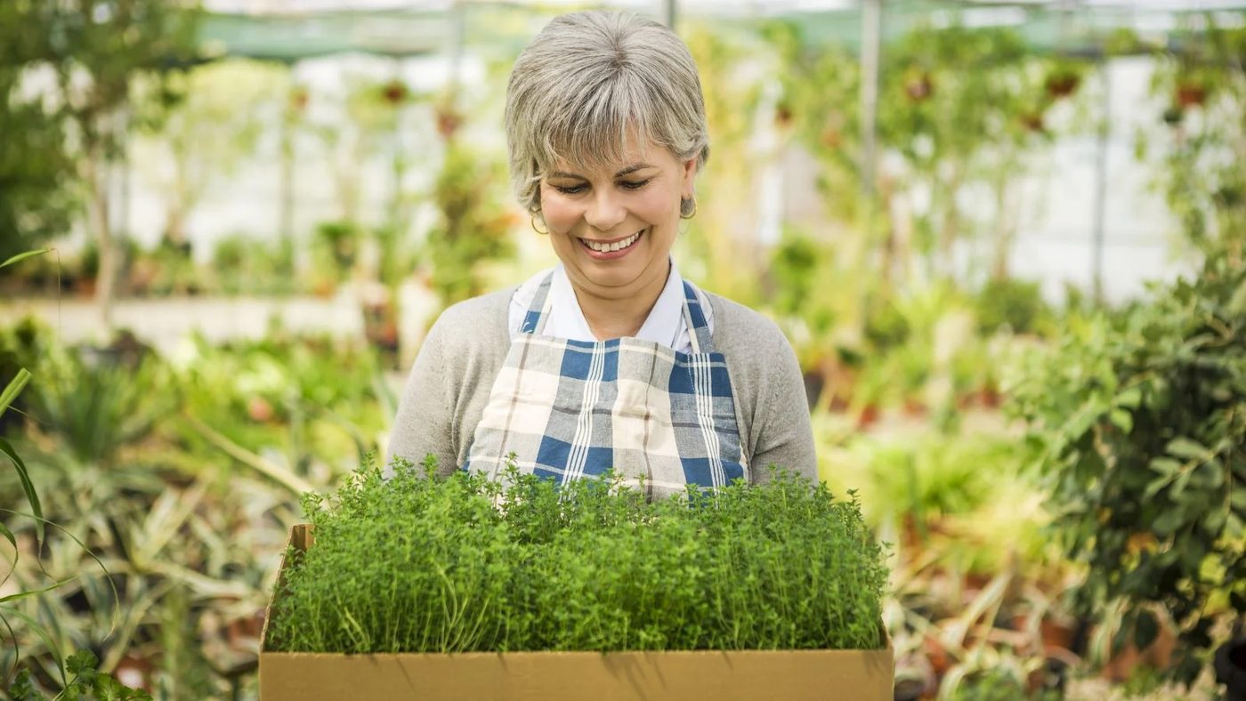 Plant Protectors: Say Goodbye to Pests with These Houseplants!