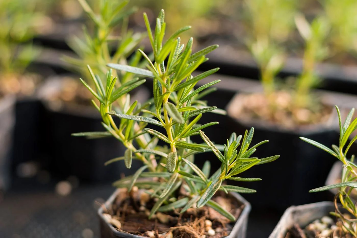 Rosemary