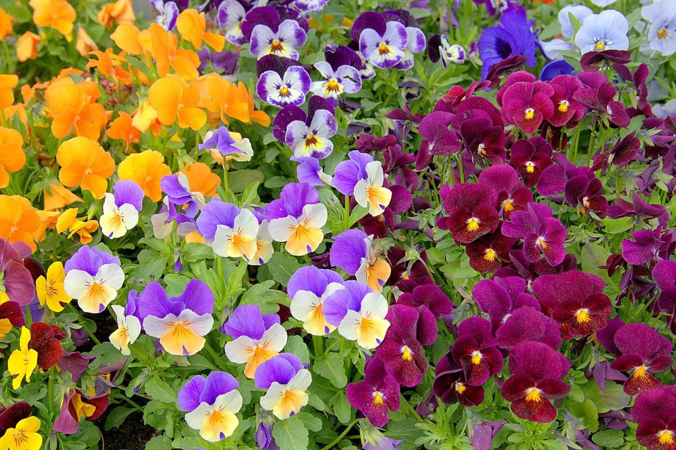 Pansy (Viola) Shutterstock
