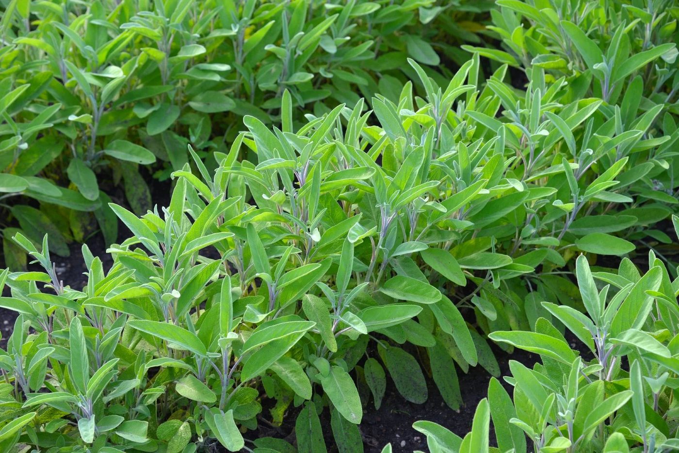 Sage