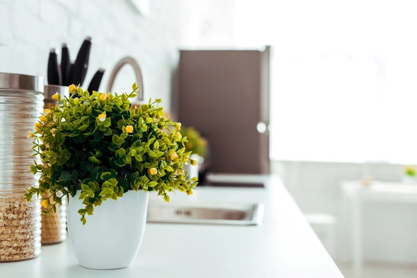 Kitchen Plant