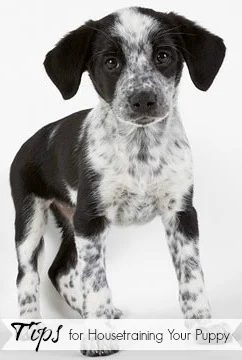 Tips for Housetraining Your Puppy | Tipsaholic.com #pets #training #dogs