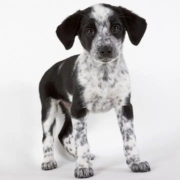 Tips for Housetraining Your Puppy