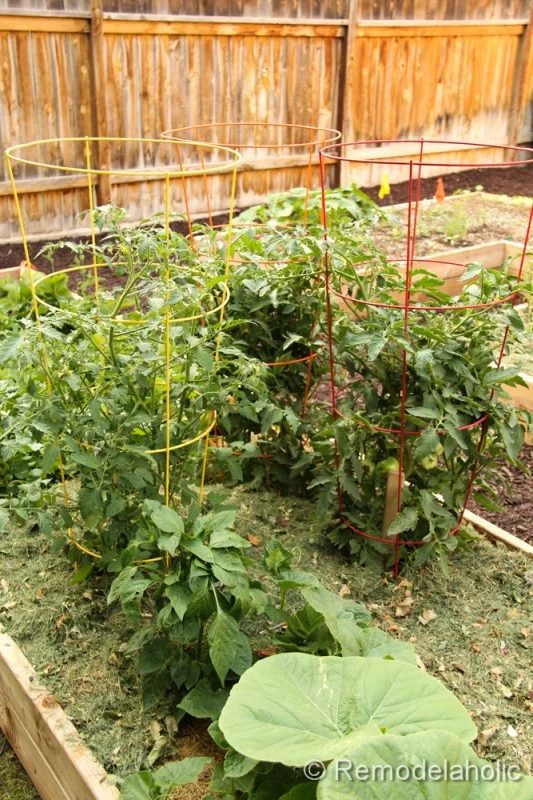 Tips for Winterizing Your Summer Garden