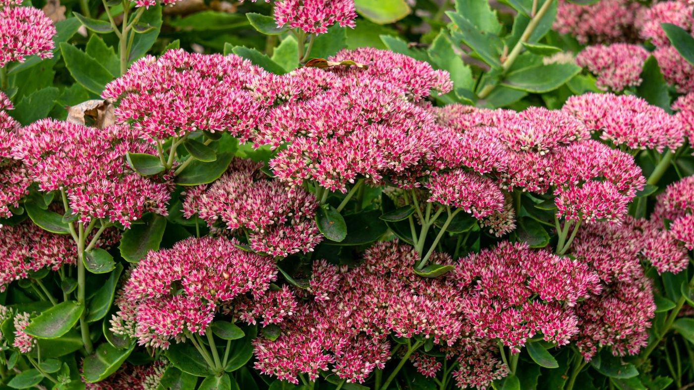 8 Sedum (Stonecrop)