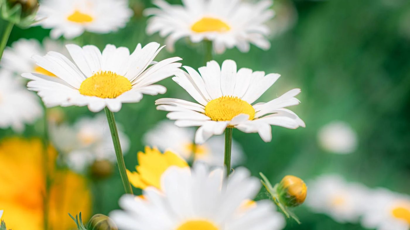4 Shasta Daisy