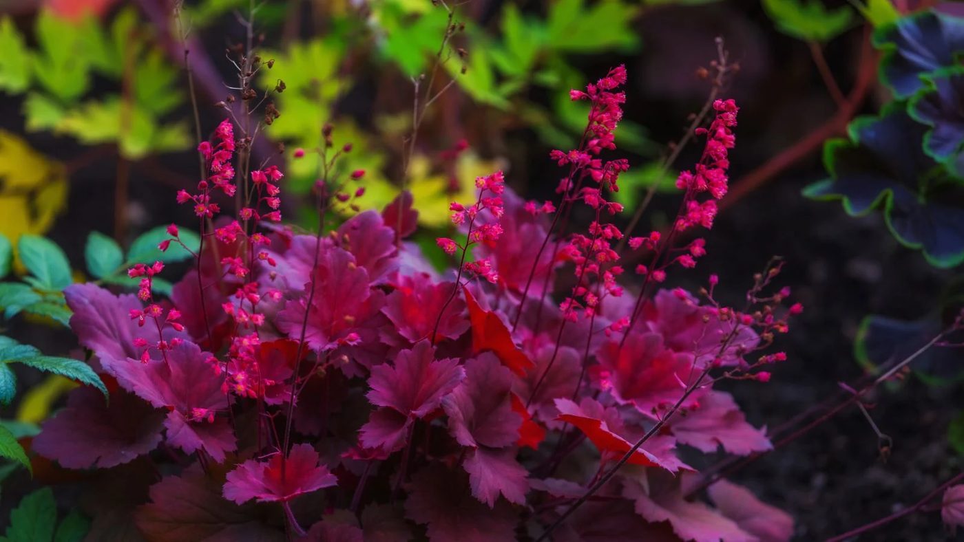 12 Coral Bells (Heuchera) Ss