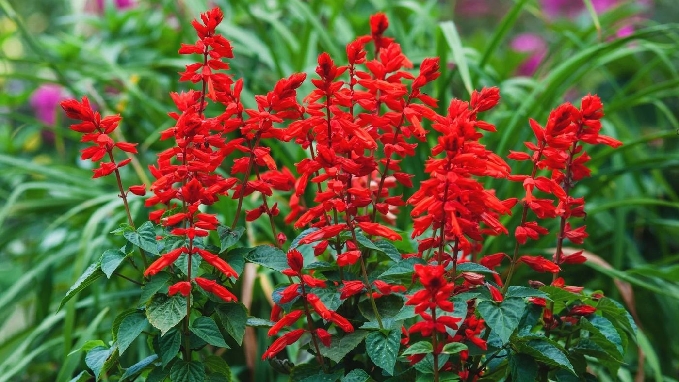 2 Salvia Ss