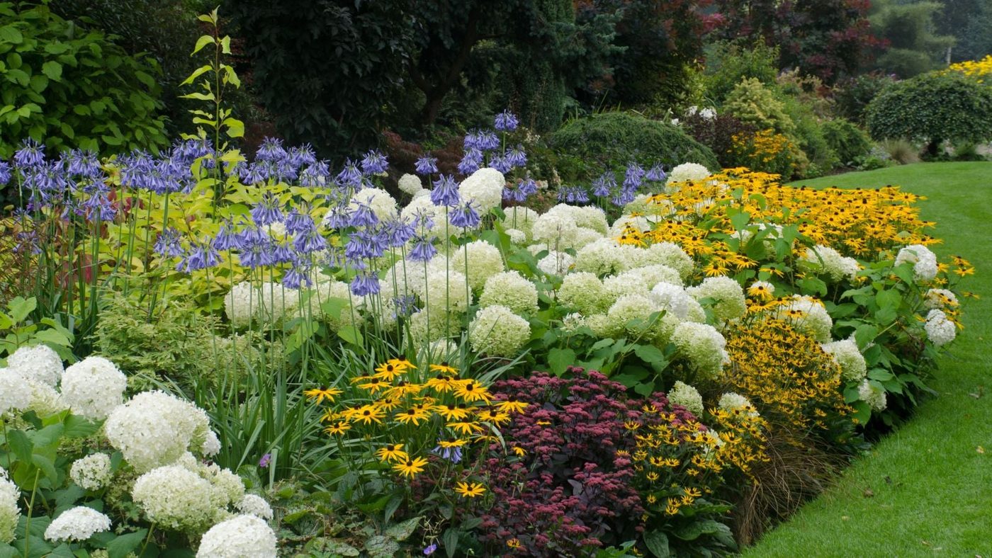 Blooming Wonders: 16 Perennials for Your Dream Garden!