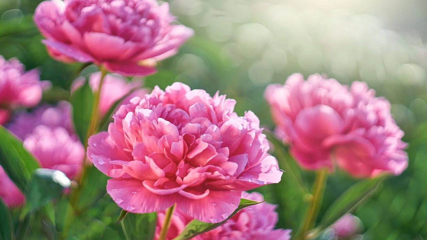 11 Peonies Ss