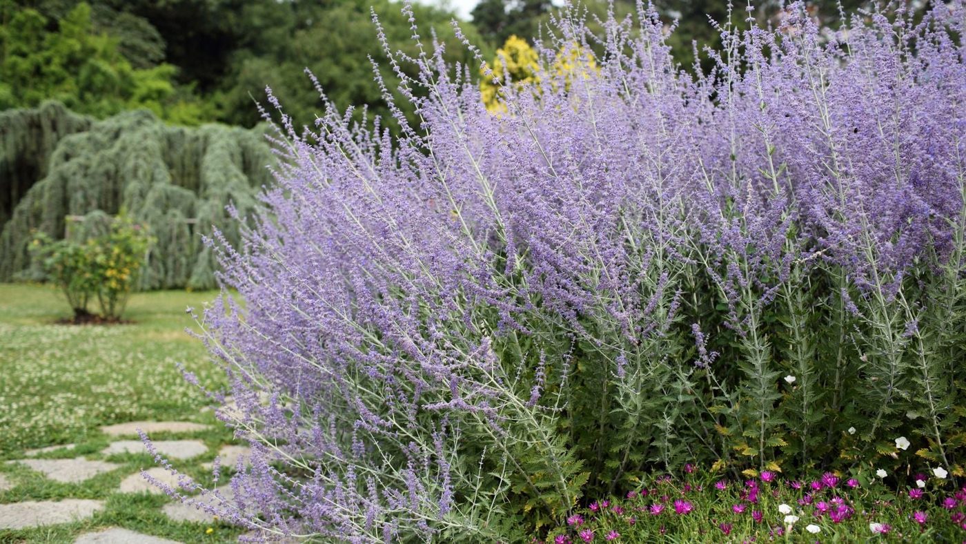 9 Russian Sage (Perovskia Atriplicifolia) Ss