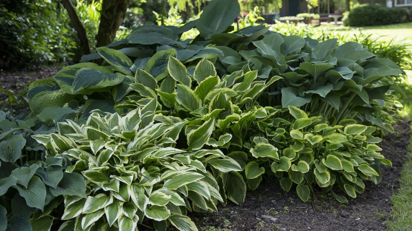 13 Hostas