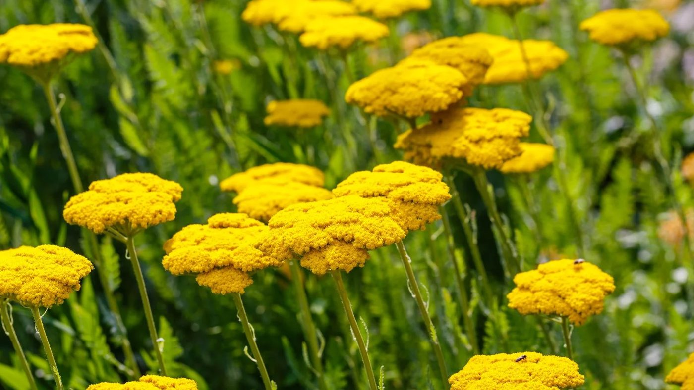 1 Yarrow (Achillea) Ss