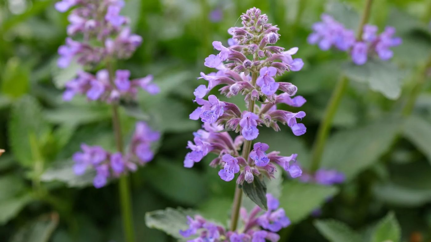 3 Catmint (Nepeta) Ss