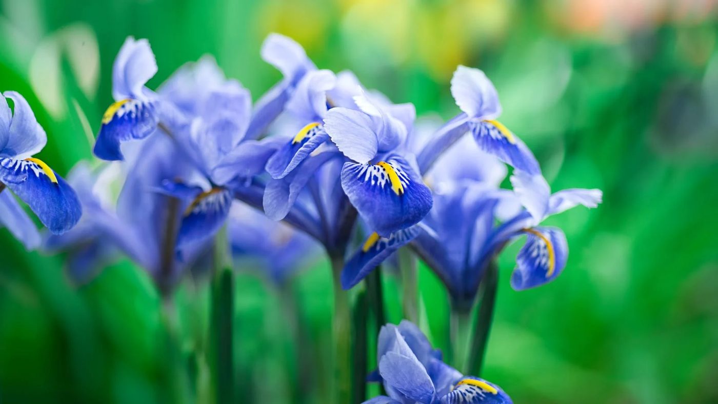 7 Iris