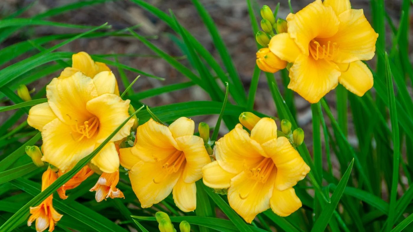 14 Daylilies (Hemerocallis) Ss